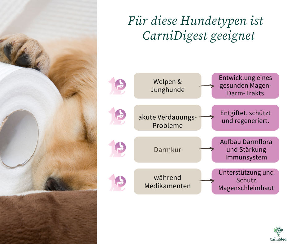 Carnidigest Gegen Magen Darm Probleme Beim Hund